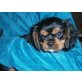 Cavalier King Charles Spaniel Welpen - Hündin