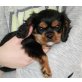 Cavalier King Charles Spaniel Welpen - Hündin