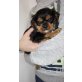 Cavalier King Charles Spaniel Welpen - Hündin