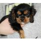 Cavalier King Charles Spaniel Welpen - Hündin