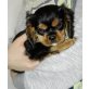 Cavalier King Charles Spaniel Welpen - Hündin