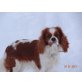Cavalier King Charles Spaniel Welpen - Hündin