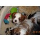 Cavalier King Charles Spaniel Welpen - Hündin