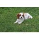 Cavalier King Charles Spaniel Welpen - Hündin