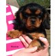 Cavalier King Charles Spaniel Welpen - Hündin