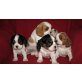 Cavalier King Charles Spaniel Welpen - Hündin