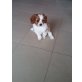 Cavalier King Charles Spaniel Welpen - Hündin