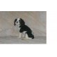 Cavalier King Charles Spaniel Welpen - Hündin
