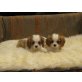 Cavalier King Charles Spaniel Welpen - Hündin