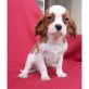 Cavalier King Charles Spaniel Welpen - Hündin