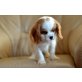 Cavalier King Charles Spaniel Welpen - Hündin