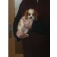 Cavalier King Charles Spaniel Welpen - Hündin
