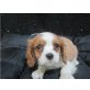 Cavalier King Charles Spaniel Welpen - Hündin