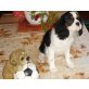 Cavalier King Charles Spaniel Welpen - Hündin