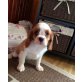 Cavalier King Charles Spaniel Welpen - Hündin