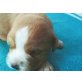 Cavalier King Charles Spaniel Welpen - Hündin