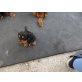 Cavalier King Charles Spaniel Welpen - Hündin