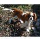 Cavalier King Charles Spaniel Welpen - Hündin