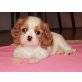 Cavalier King Charles Spaniel Welpen - Hündin