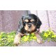 Cavalier King Charles Spaniel Welpen - Hündin