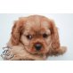 Cavalier King Charles Spaniel Welpen - Hündin