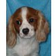 Cavalier King Charles Spaniel Welpen - Rüde