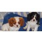 Cavalier King Charles Spaniel Welpen - Rüde