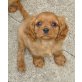 Cavalier King Charles Spaniel Welpen - Rüde