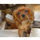 Cavalier King Charles Spaniel Welpen - Rüde