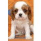 Cavalier King Charles Spaniel Welpen - Rüde