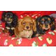 Cavalier King Charles Spaniel Welpen - Rüde