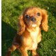 Cavalier King Charles Spaniel Welpen - Rüde
