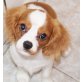 Cavalier King Charles Spaniel Welpen - Rüde