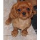 Cavalier King Charles Spaniel Welpen - Rüde
