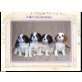 Cavalier King Charles Spaniel Welpen - Rüde