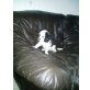 Cavalier King Charles Spaniel Welpen - Rüde