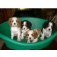 Cavalier King Charles Spaniel Welpen - Rüde