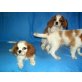 Cavalier King Charles Spaniel Welpen - Rüde