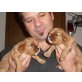 Cavalier King Charles Spaniel Welpen - Rüde