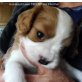 Cavalier King Charles Spaniel Welpen - Rüde