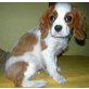 Cavalier King Charles Spaniel Welpen - Rüde
