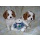 Cavalier King Charles Spaniel Welpen - Rüde