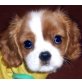 Cavalier King Charles Spaniel Welpen - Rüde