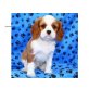 Cavalier King Charles Spaniel Welpen - Rüde