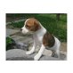 Cavalier King Charles Spaniel Welpen - Rüde