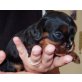 Cavalier King Charles Spaniel Welpen - Rüde