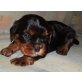 Cavalier King Charles Spaniel Welpen - Rüde