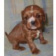 Cavalier King Charles Spaniel Welpen - Rüde
