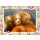 Cavalier King Charles Spaniel Welpen - Rüde