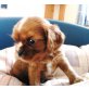 Cavalier King Charles Spaniel Welpen - Rüde
